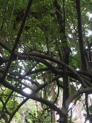 Parmentiera cereifera