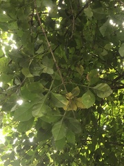 Parmentiera cereifera