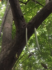 Parmentiera cereifera