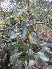 Rhoicissus revoilii