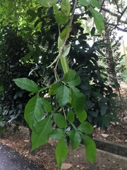 Parmentiera cereifera