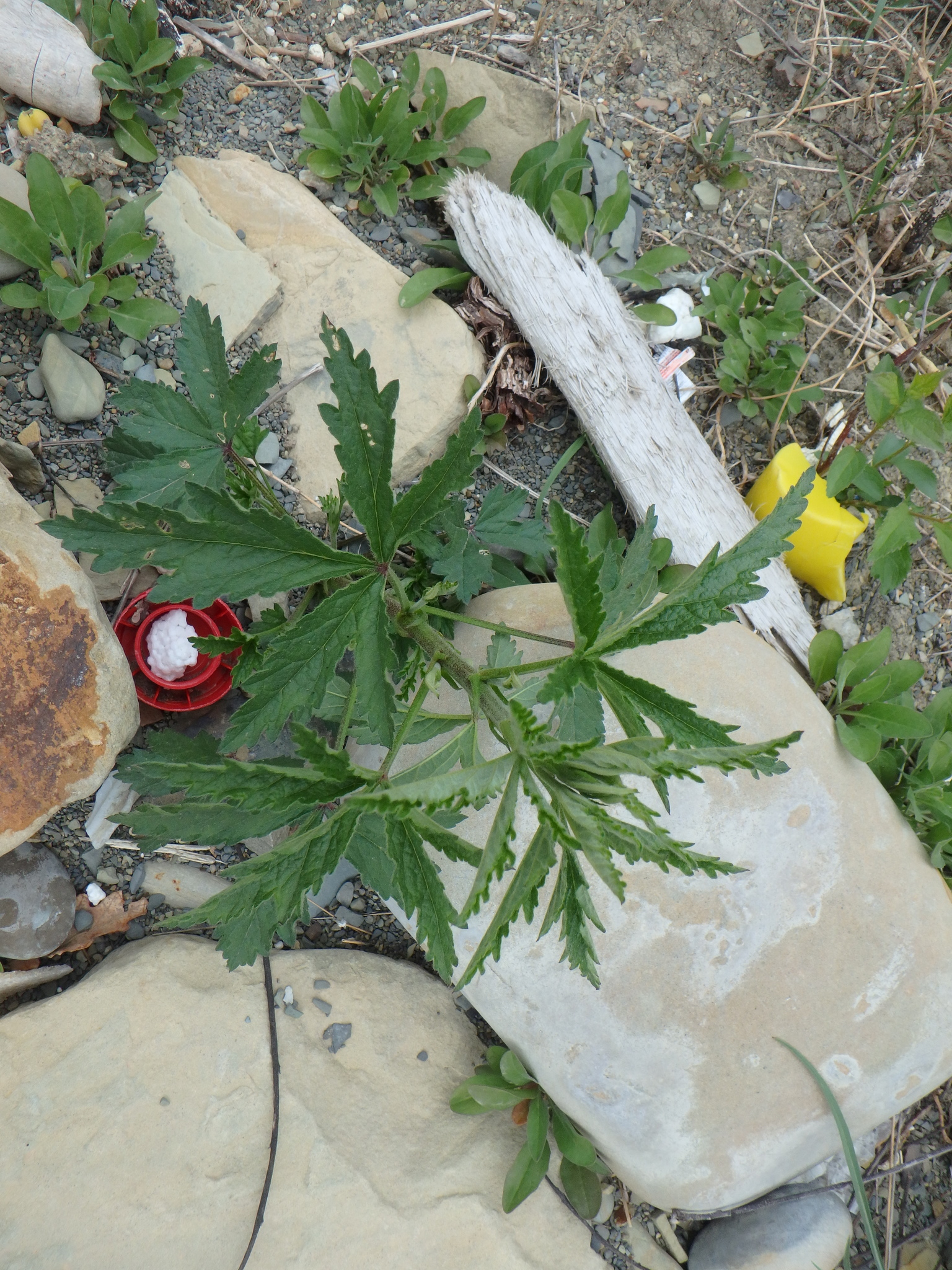 Imagem de Malva-cannabis