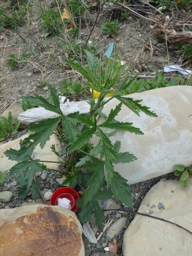 Foto de Malva-cannabis