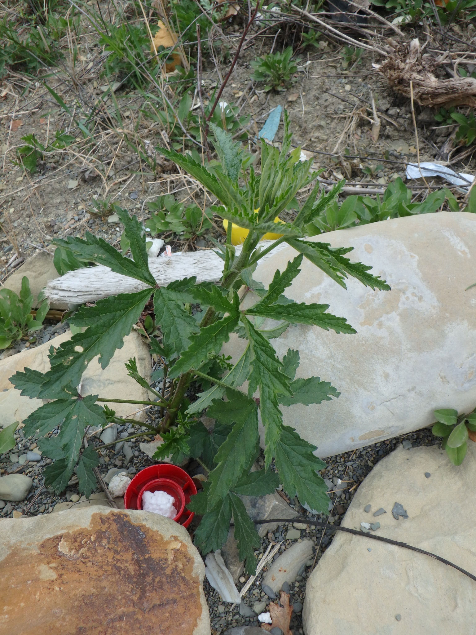 Imagem de Malva-cannabis