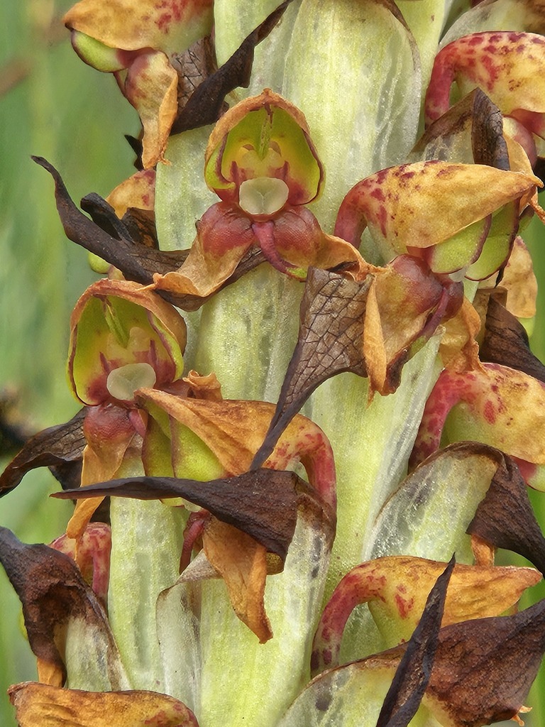 Disa versicolor