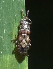 Phlegyas abbreviatus