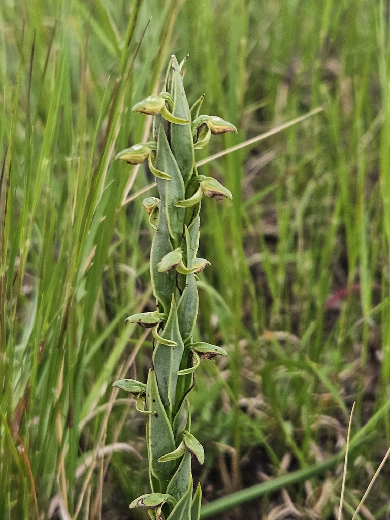 Habenaria laevigata