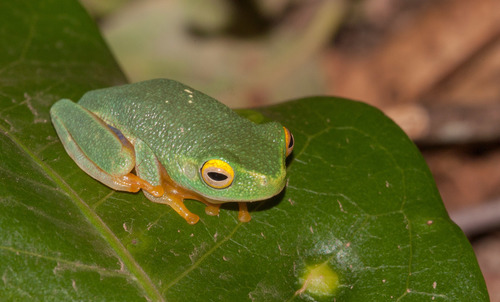 Chlorohyla bella