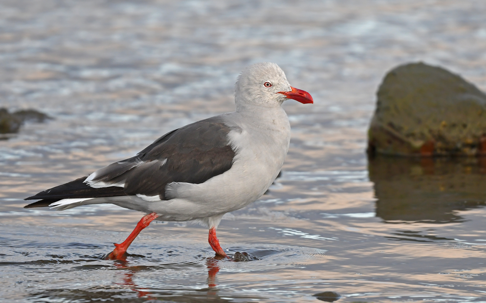 Dolphin Gull (Leucophaeus scoresbii)