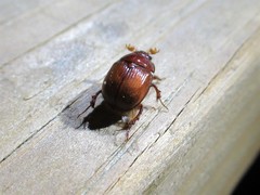 Odonteus