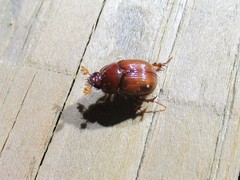 Odonteus