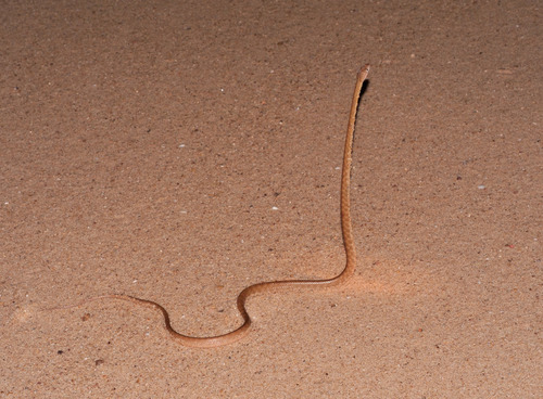 Brown Tree Snake sighting