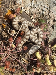 Elaphe quatuorlineata