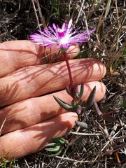 Lampranthus filicaulis