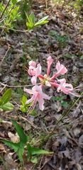 Rhododendron prinophyllum