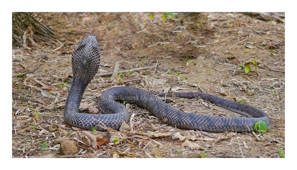 Andaman Cobra