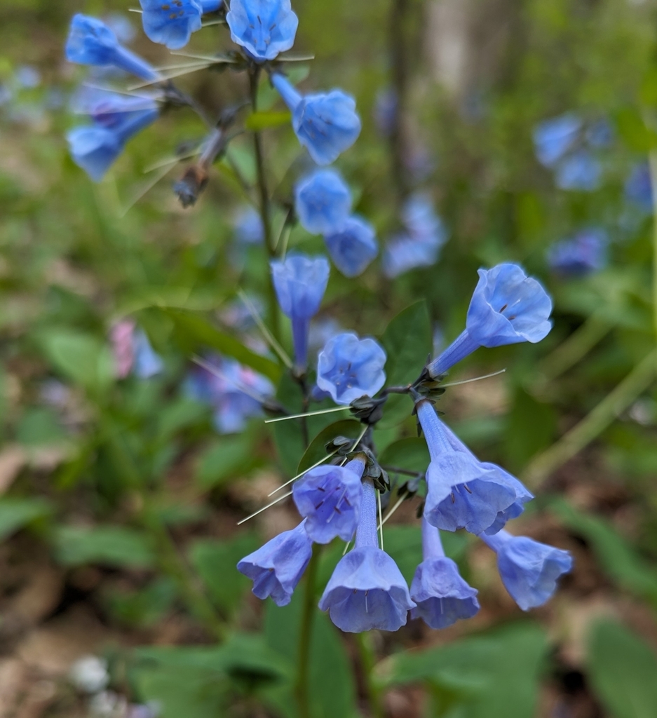 Virginia bluebells in April 2024 by seawasp · iNaturalist