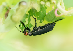 Epicauta mannerheimi