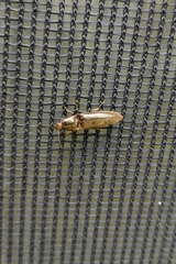 Campsosternus auratus