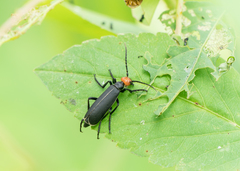 Epicauta mannerheimi