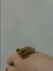 Rhacophorus margaritifer