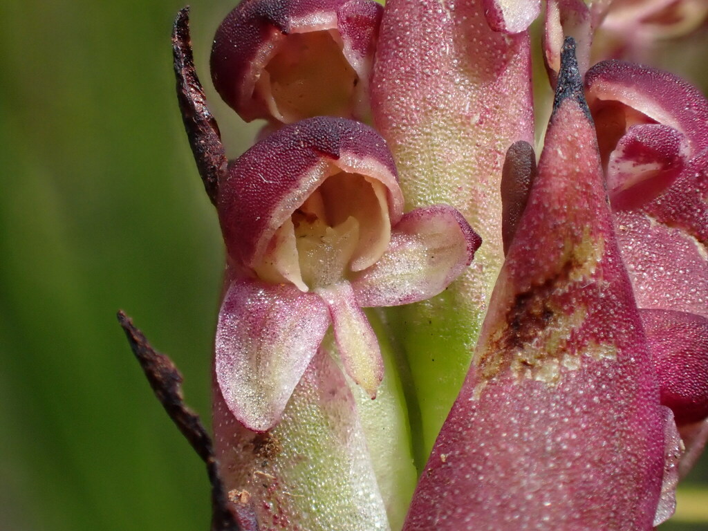 Disa basutorum