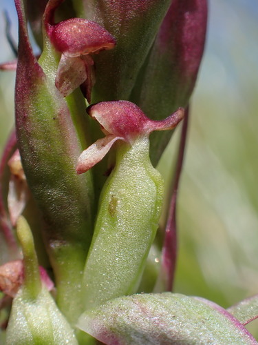 Image of Disa Basutorum (Disa basutorum) by (c) Ren Hoekstra, some rights reserved (CC BY)