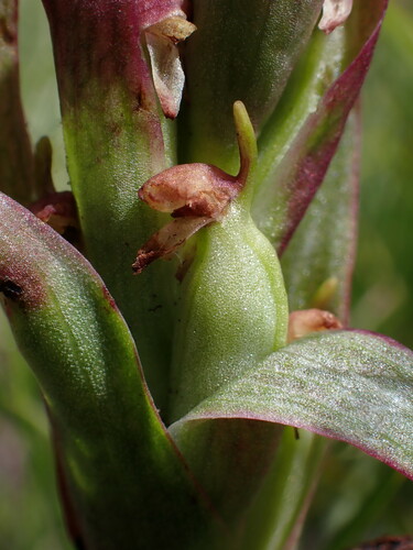 Image of Disa Basutorum (Disa basutorum) by (c) Ren Hoekstra, some rights reserved (CC BY)