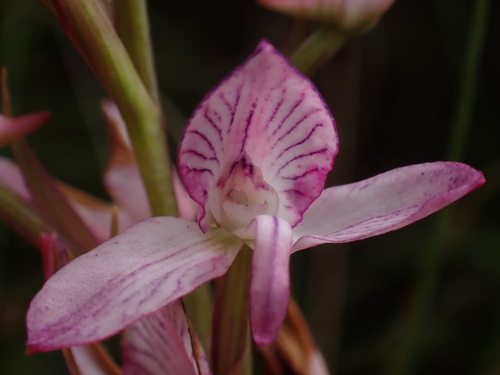 Image of Disa dracomontana by (c) Ren Hoekstra, some rights reserved (CC BY)