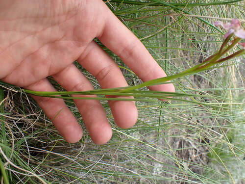 Image of Disa dracomontana by (c) Ren Hoekstra, some rights reserved (CC BY)