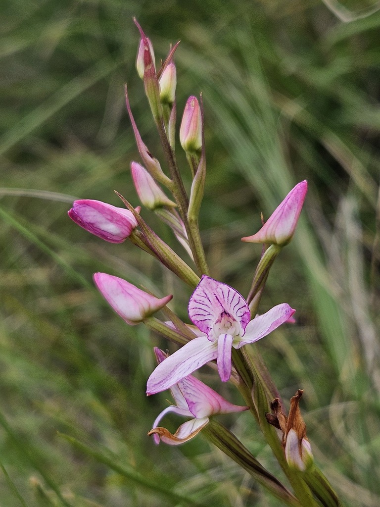 Disa dracomontana