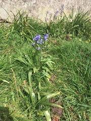 Hyacinthoides non-scripta
