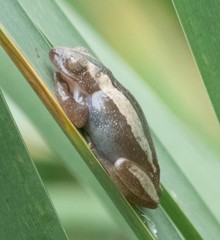 Afrixalus fornasini