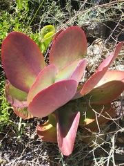 Kalanchoe luciae