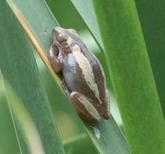 Afrixalus fornasini