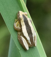 Afrixalus fornasini