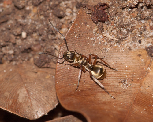 Polyrhachis andromachePolyrhachis andromache