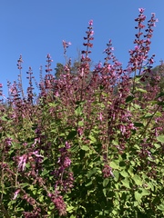 Syncolostemon obermeyerae