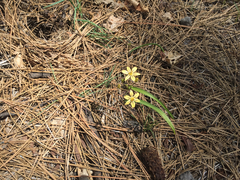 Triteleia ixioides anilina