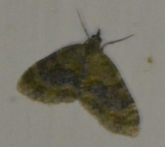Acasis viretata