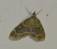 Acasis viretata