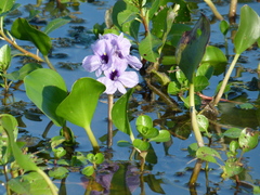 Pontederia azurea