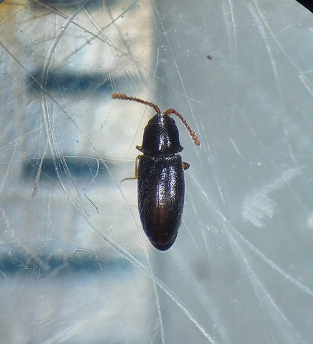 Pygmy Mangel Beetle
