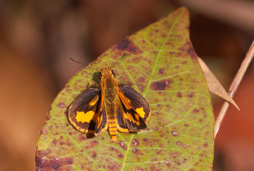 Dark Orange Dart