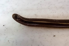 Afrotyphlops bibronii