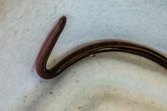 Afrotyphlops bibronii