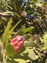 Protea compacta × susannae