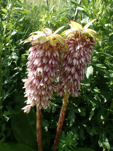 Eucomis bicolor