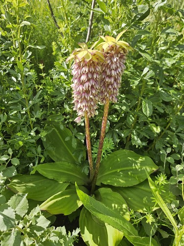Eucomis bicolor