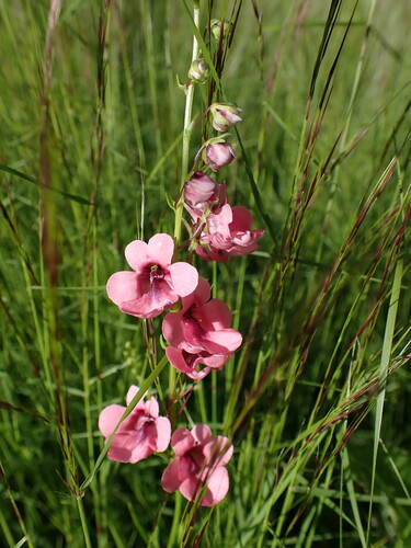 Diascia integerrima, photograph 6
